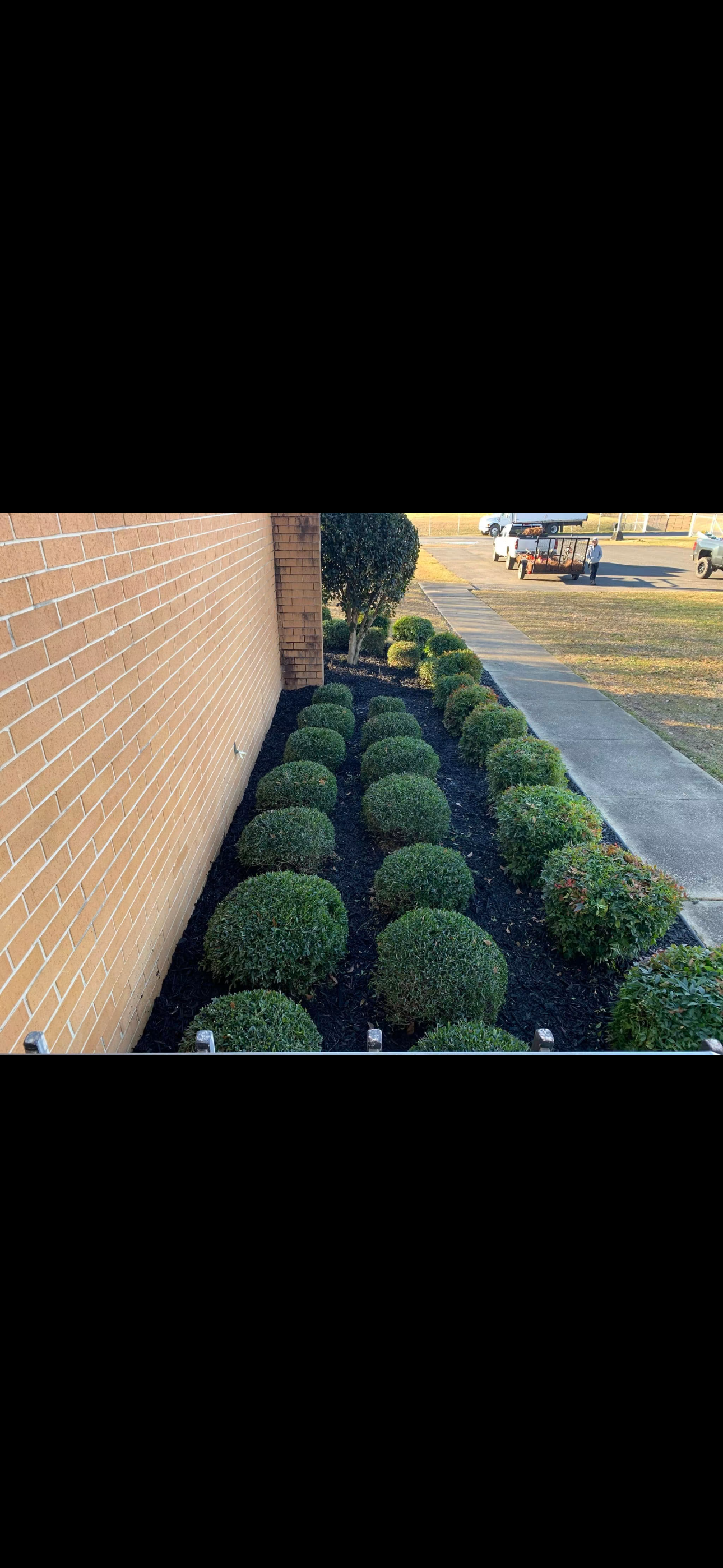 Shaped Shrubs & Borders